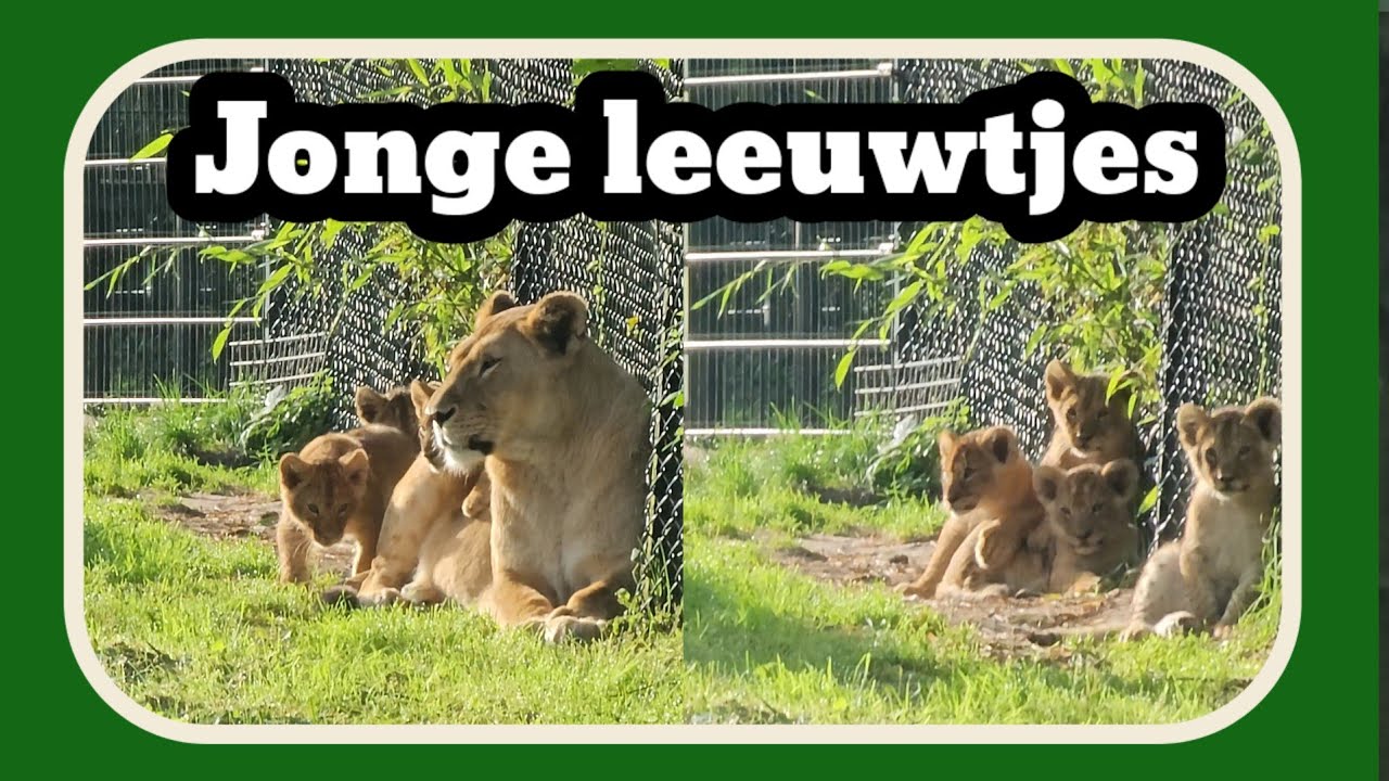 jonge leeuwtjes in de Beekse bergen 2023