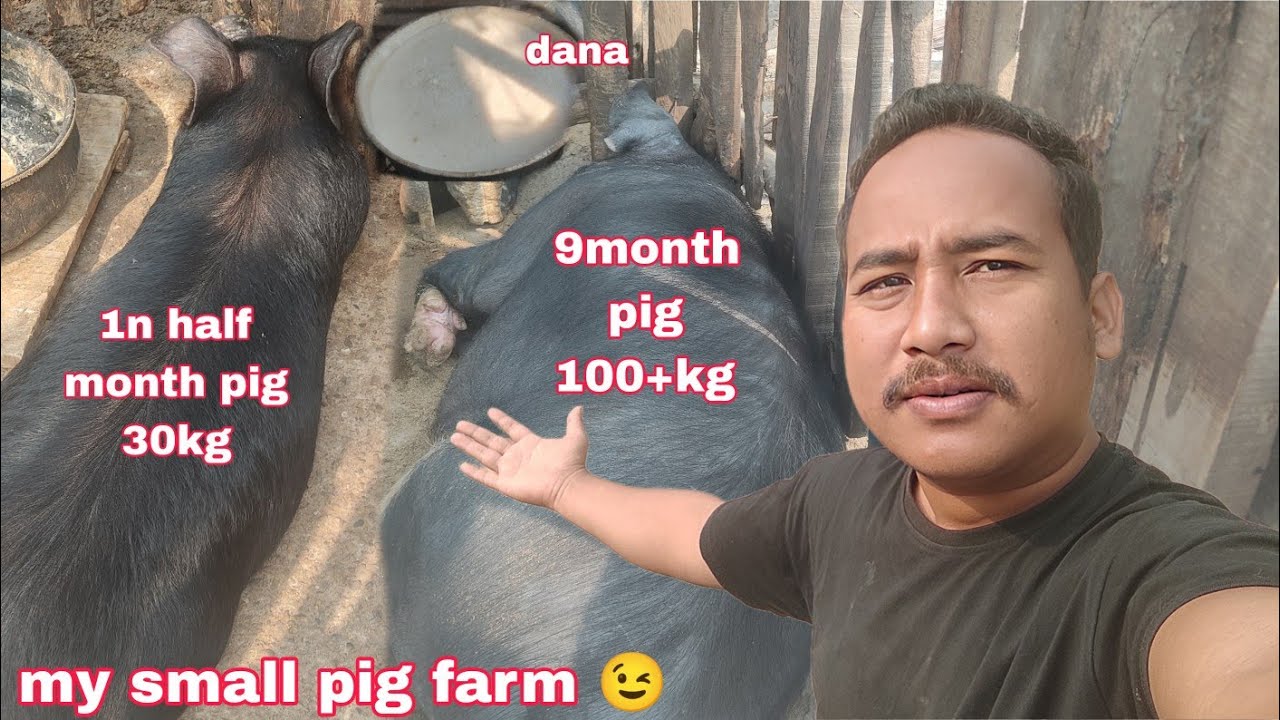 My small pig farm || 100 to110 kg pig for sell || मैं अपने सुअर को यही खिलाता हूँ।