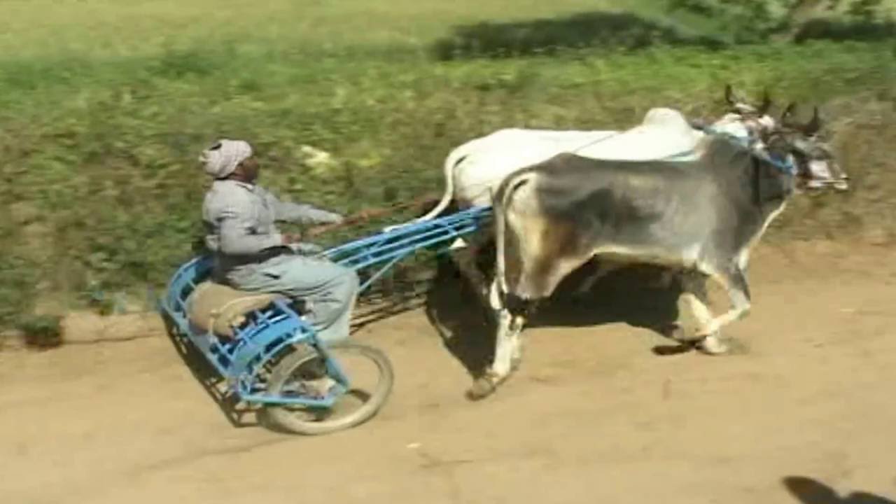 OX Race - Pind Lehal Kalan District Jalandhar 2014  Part 3 - OX Race