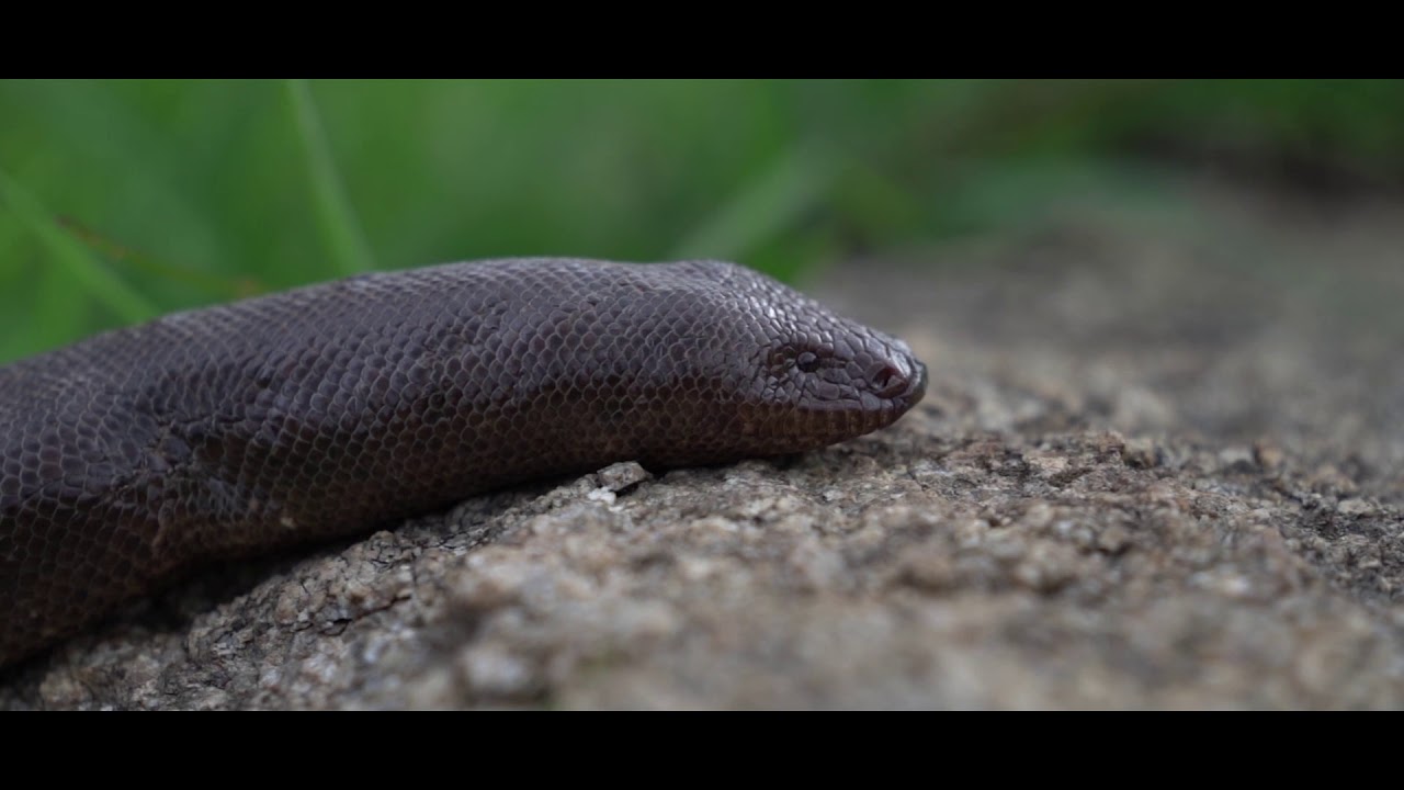SNAKES OF DEVARAYANADURGA OFFICIAL TEASER - WARCO INDIA