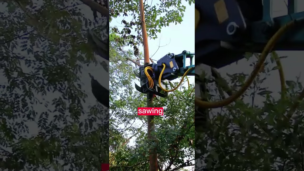 &ldquo;how to cut tree efficiently? &rdquo;Grab then saw with grapple saw