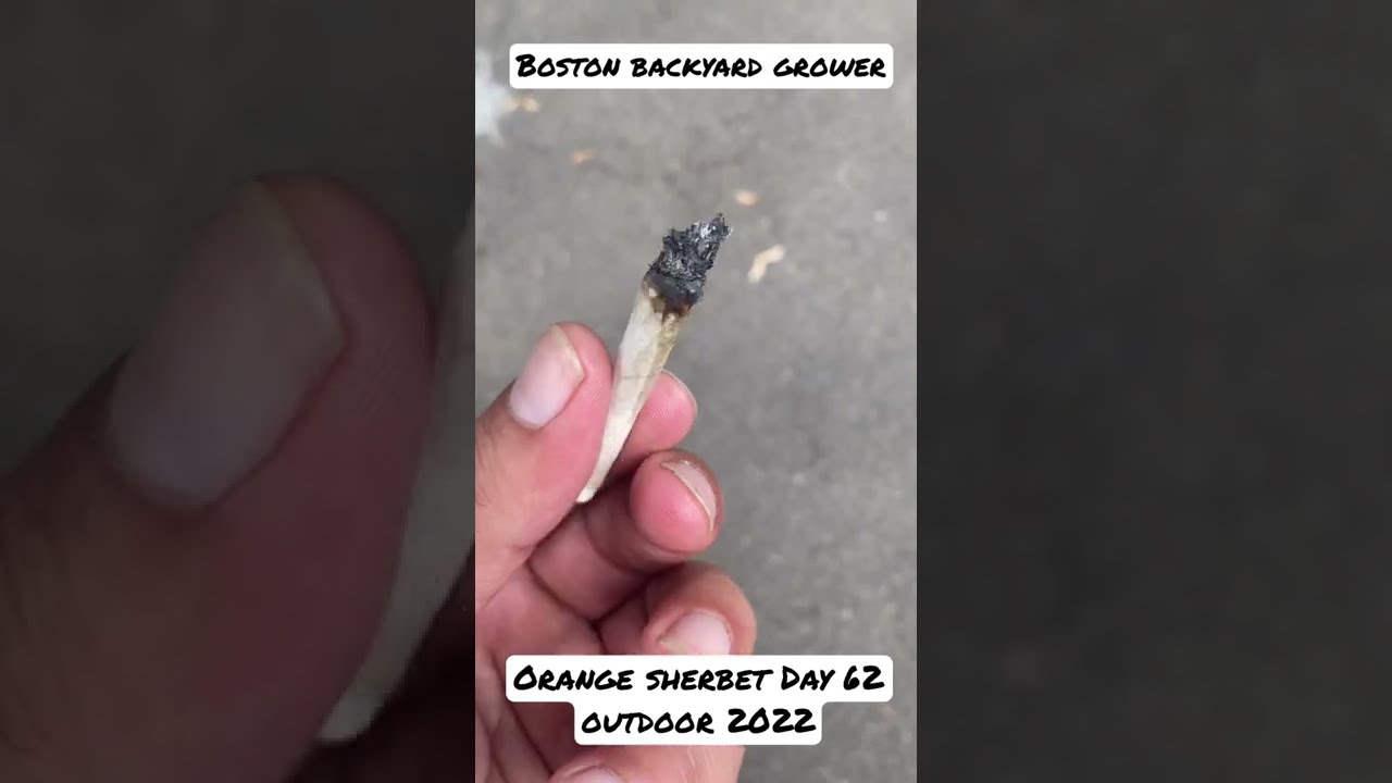 Boston Backyard Grower | Orange Sherbet Day 62 #outdoors #Autoflowers #shorts