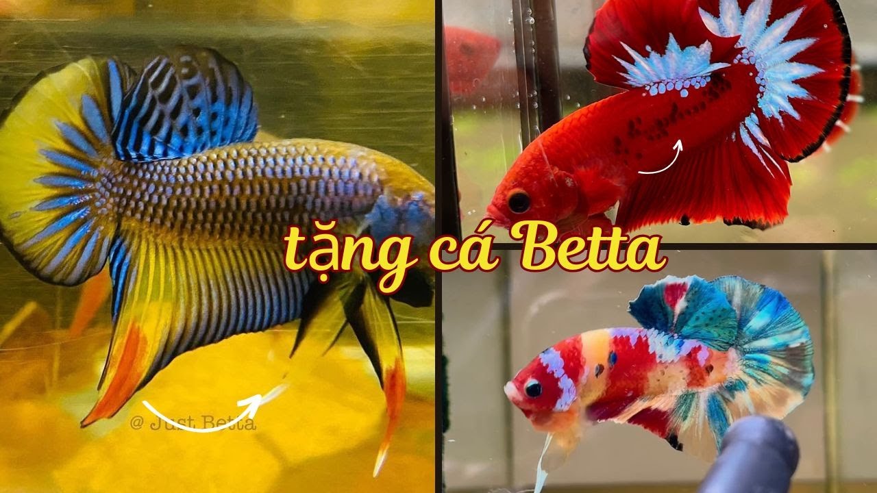 Tặng Cá Betta Hoang Dã Yellow Imbellis - Long Betta Bình Dương