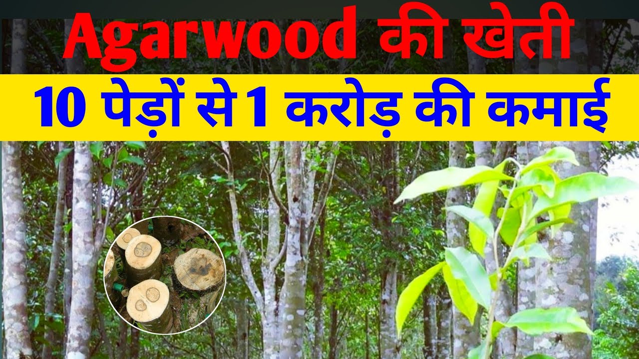 Agarwood की खेती की पूरी जानकारी, Agarwood farming in India, agarwood ki kheti kaise karen,