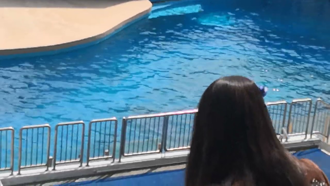 Ocean park dolphins show