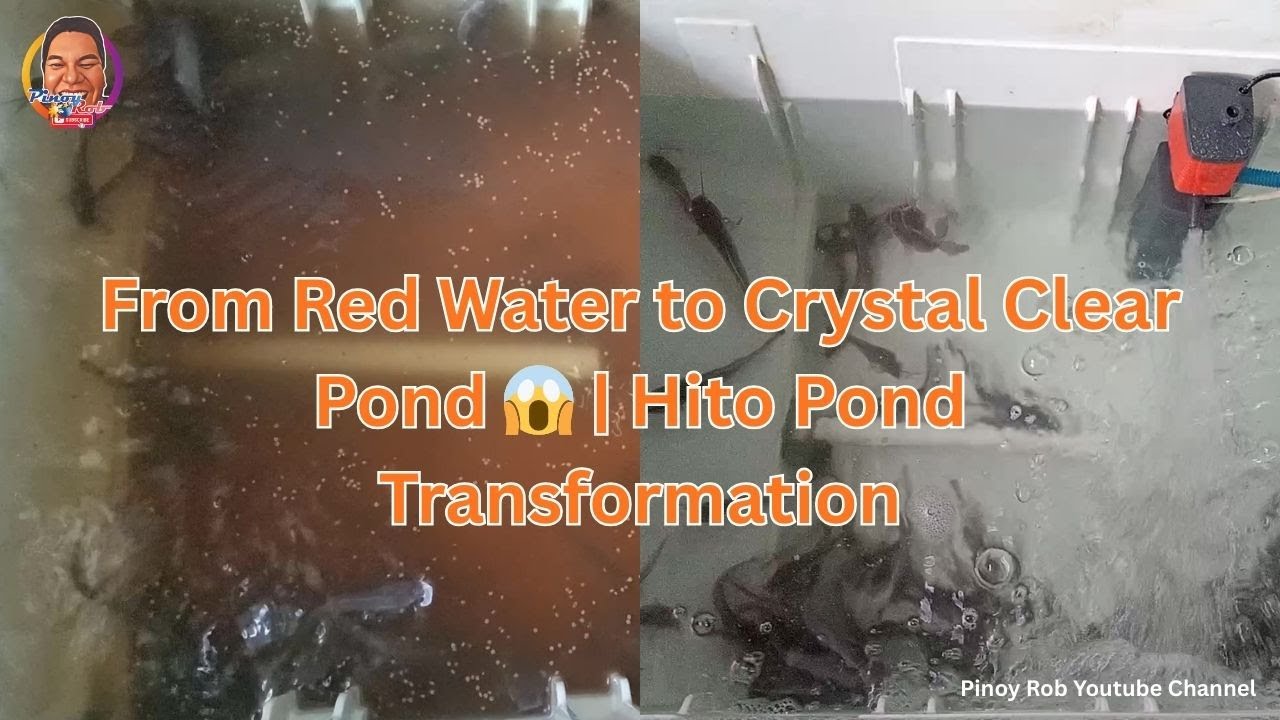 From Red Water to Clear Pond: Hito Pond Recovery Explained