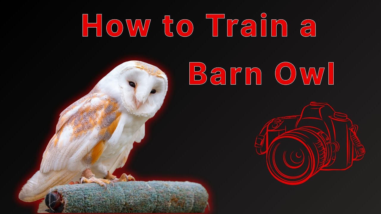 How to Train a Barn Owl Scientifically | Fascinating Facts