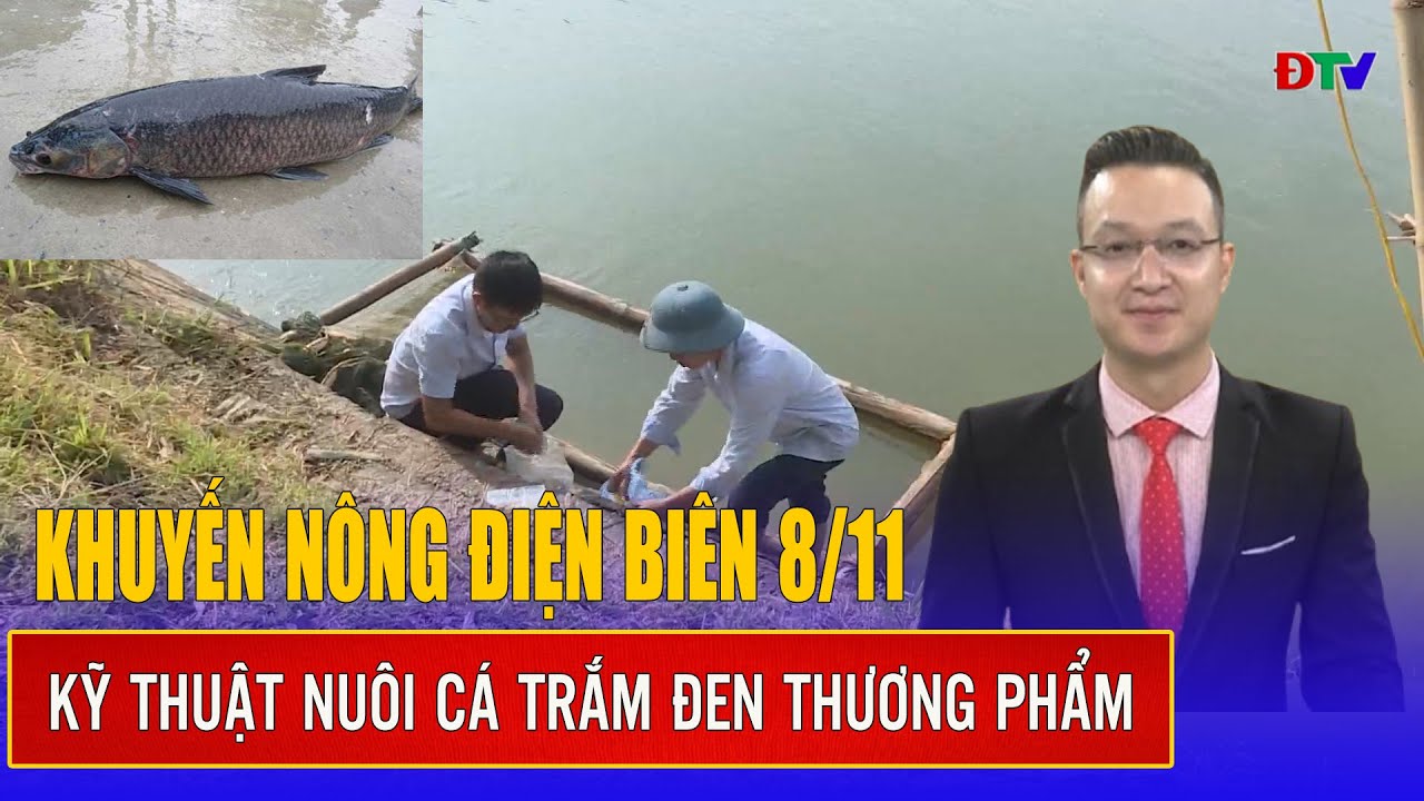 Khuyến nông Điện Biên 8-11-2024: Kỹ thuật nuôi cá trắm đen thương phẩm | Điện Biên TV