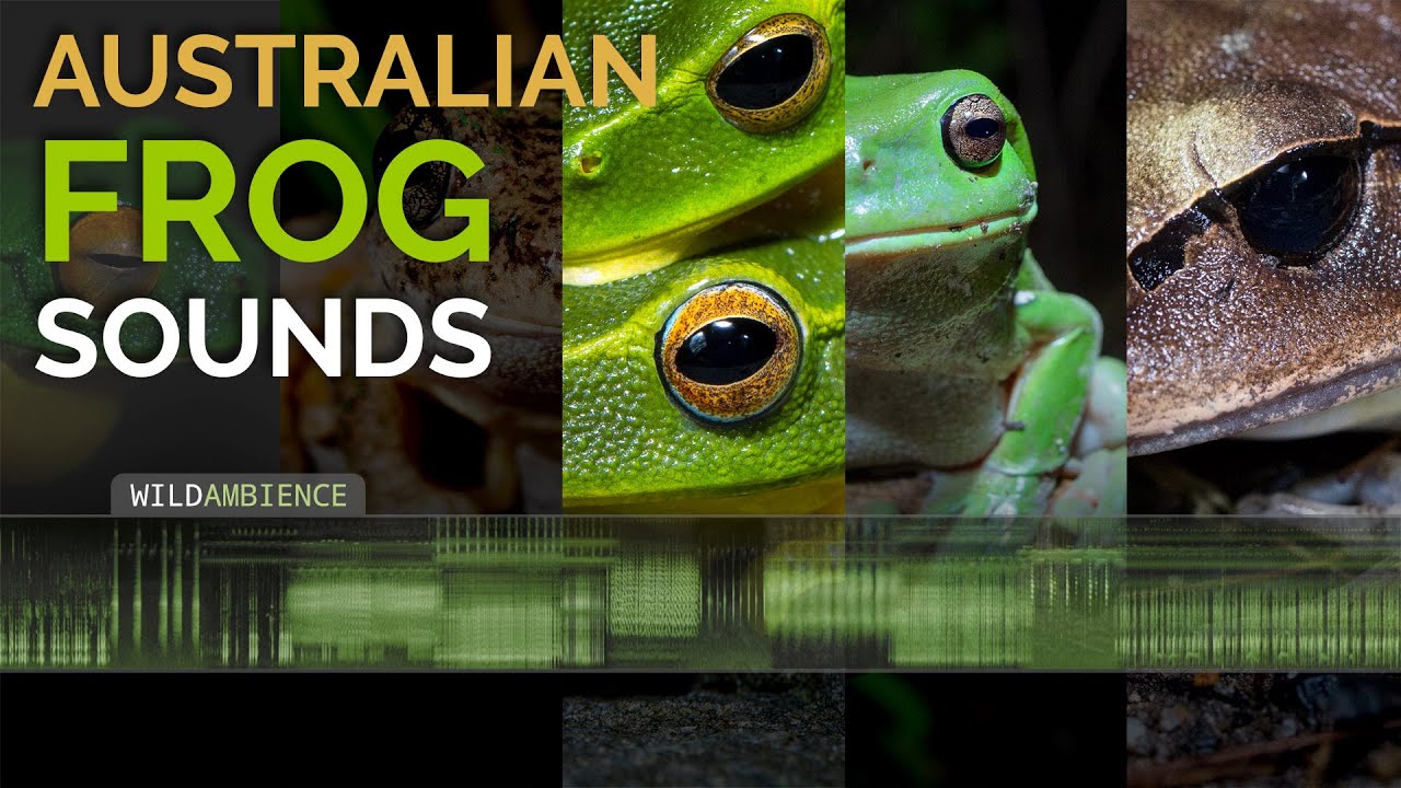 Australian Frog Sounds - A compilation of calls from 15 different frog species in Australia.