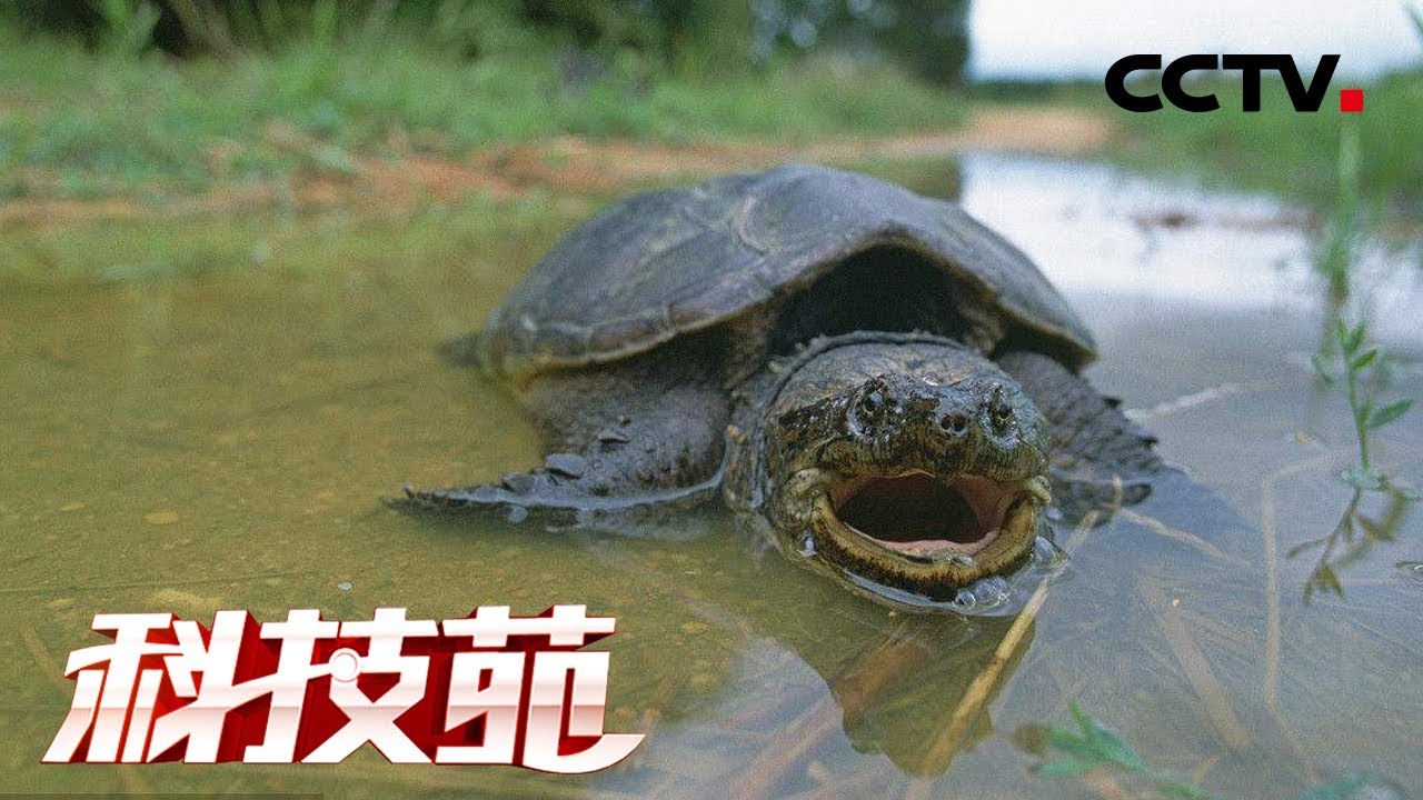 《科技苑》凶甲鱼 搭伴养 20180911 | CCTV农业