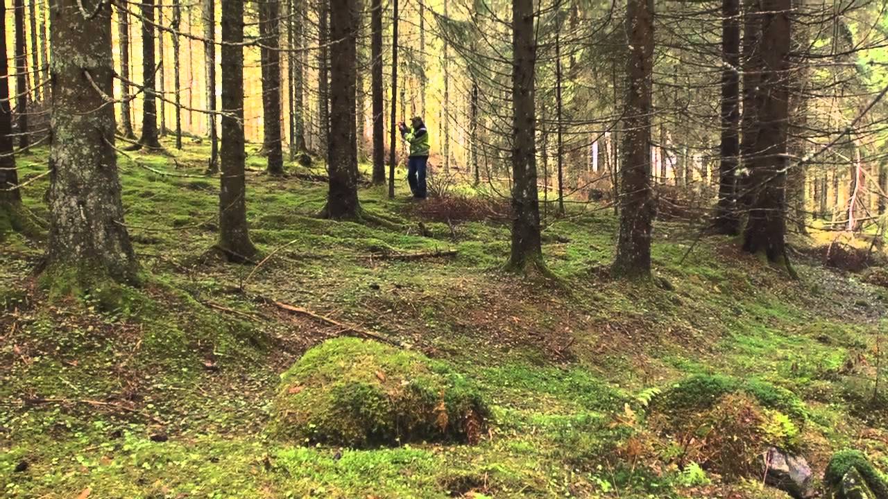 Rätt planering ger skonsam och lönsam avverkning