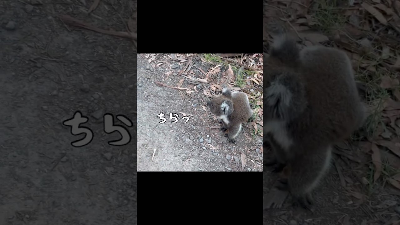 野生コアラに会えた😭❤️&zwj;🔥 We saw a wild Koala🐨✨ #koala #australia #victoria #オーストラリア #コアラ #ワーホリ