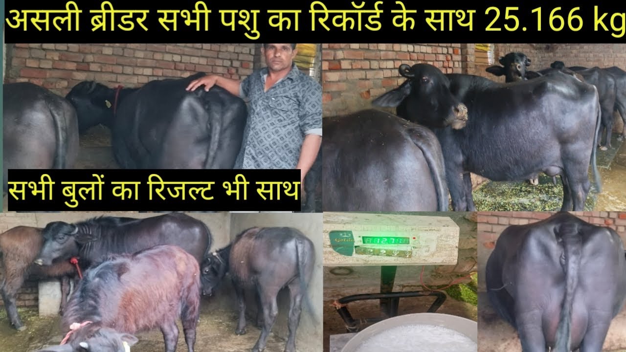 असली ब्रीडर सभी पशु का रिकार्ड 25.166kg गांव जाम्बा जिला कैथल
