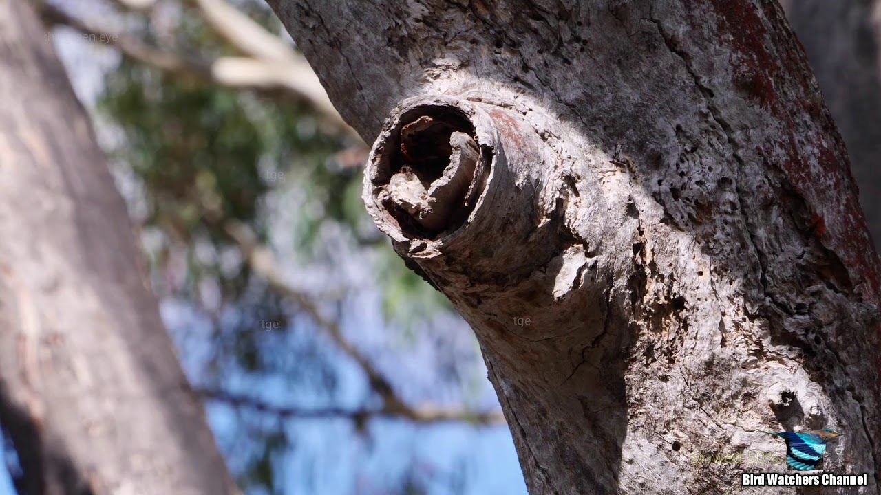 The Sacred kingfisher at nest