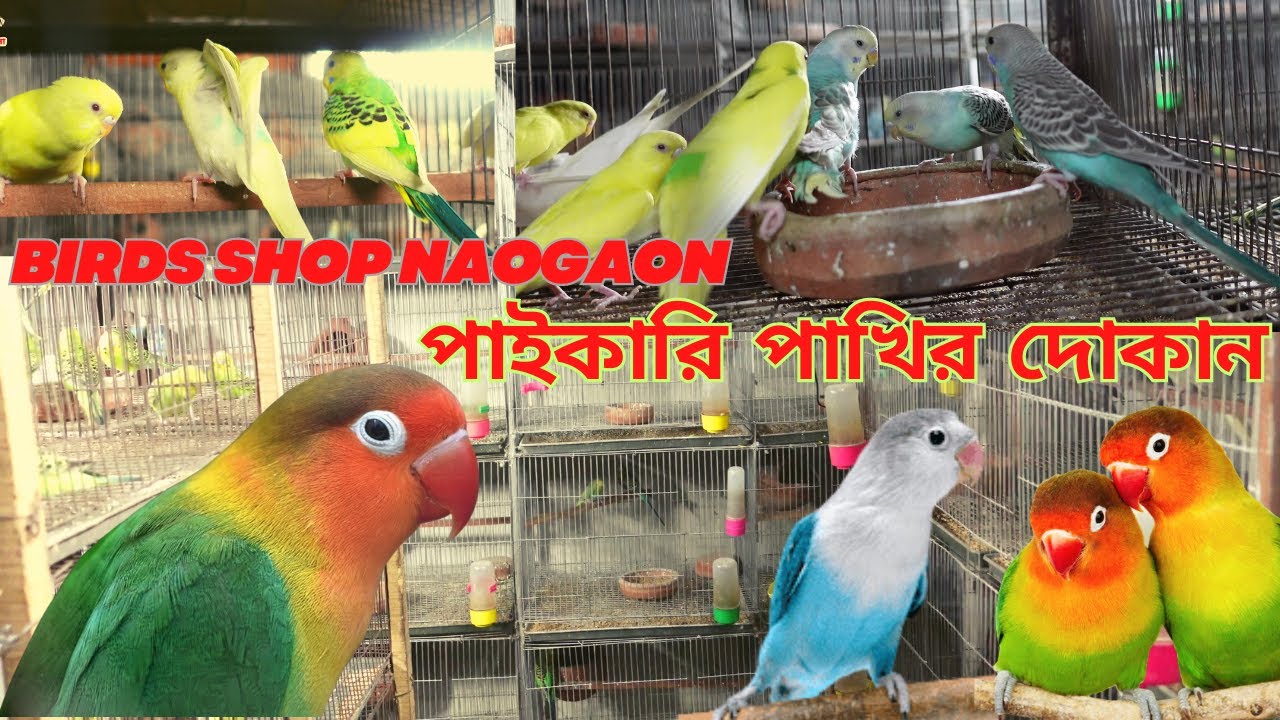 পাখির দোকান নওগাঁ || Birds Shop In Naogaon