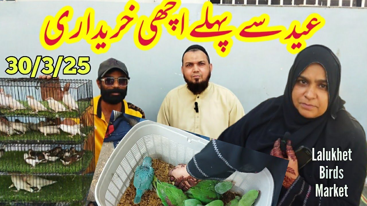 lalukhet sunday birds market 30/3/25| birds rate list 2025 lalukhet birds market 2024|zunair birds