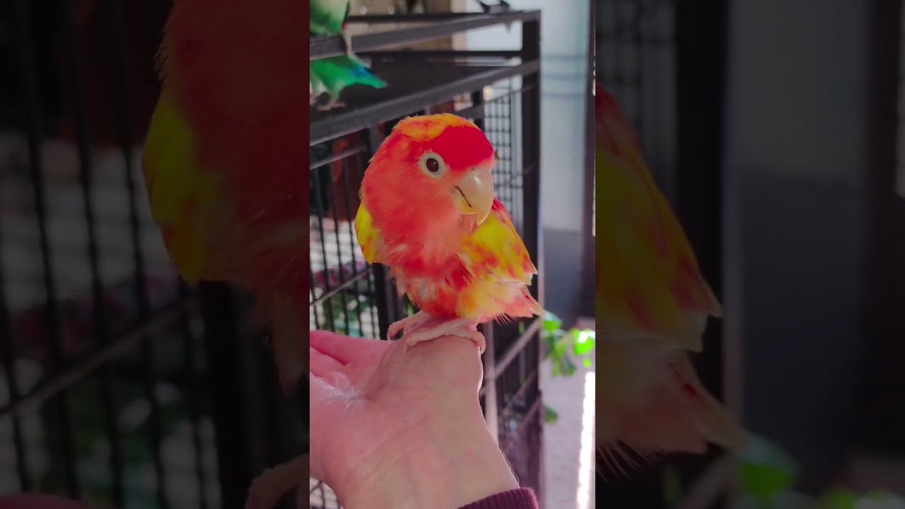 Chicken lovebird update her 15th birthday | birdie happy hour #birds #cuteanimals #parrot
