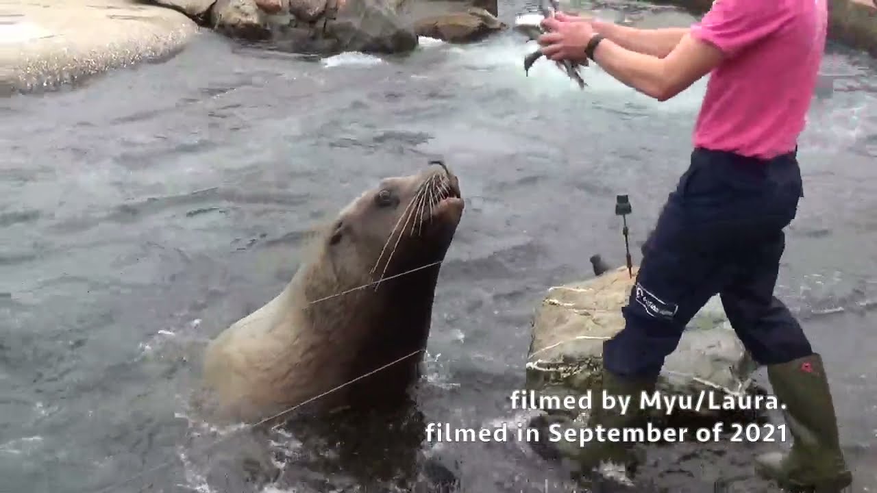 Stoere Stellerstek Sterk Werk Steller Sea Lions at Dolfinarium in Harderwijk