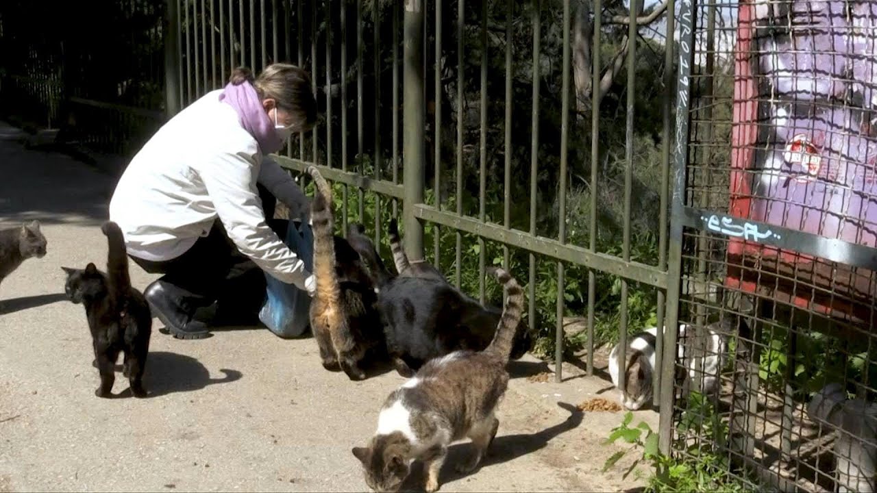 Greece: Strays feel the bite as pandemic spreads | AFP