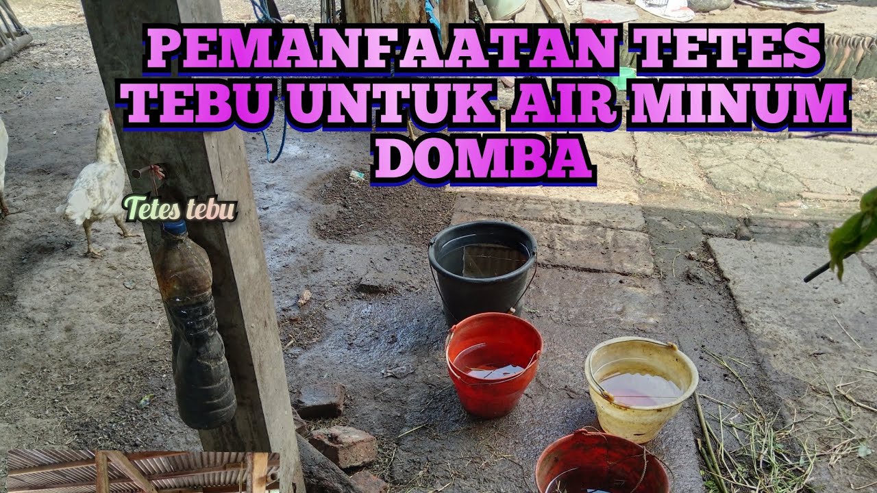 TETES TEBU UNTUK CAMPURAN MINUM DOMBA