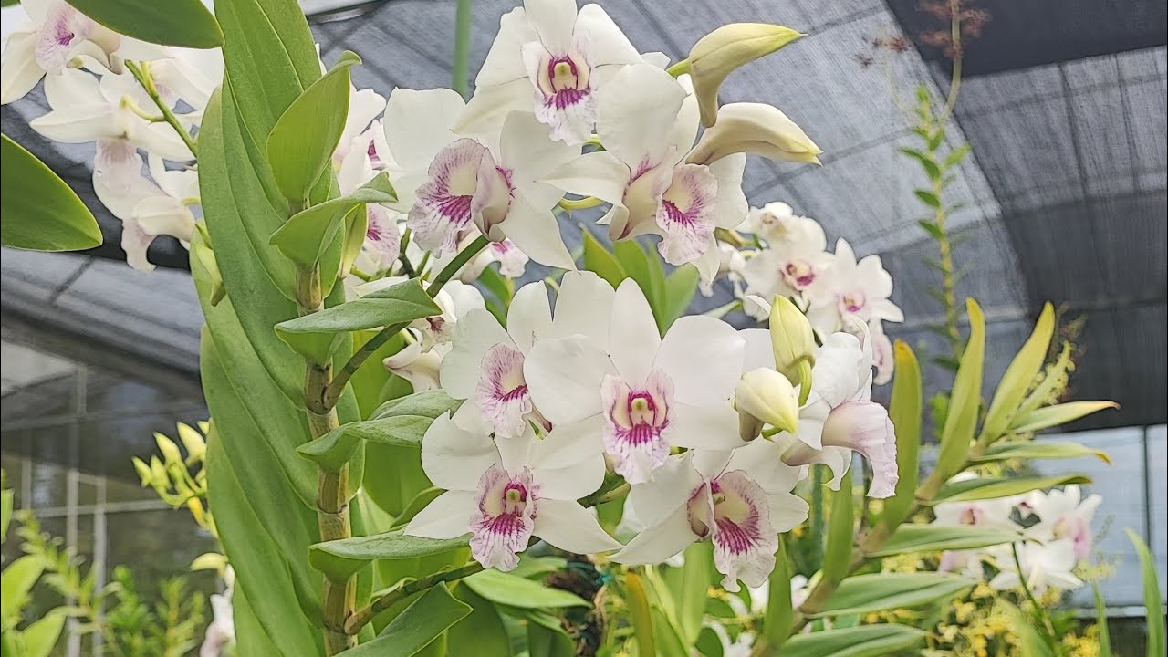 Ini dia Pusat beli anggrek Cantik dan Anggrek botolan  !!