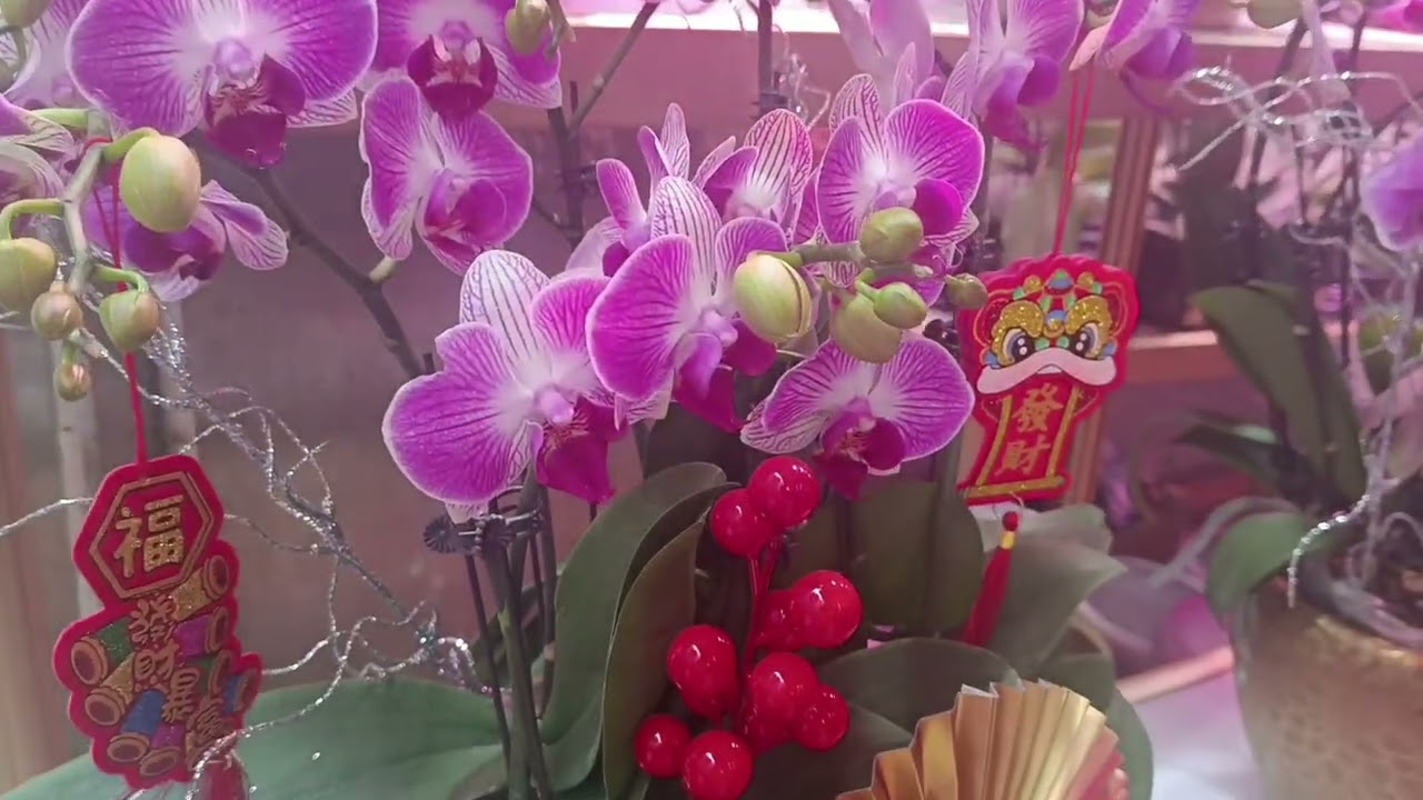 Beautiful Flowers 
