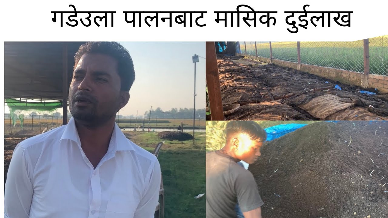 Gadaula Palan Bata lakhau amdani | gadaula palan garne tarika | gadaula palan nepal