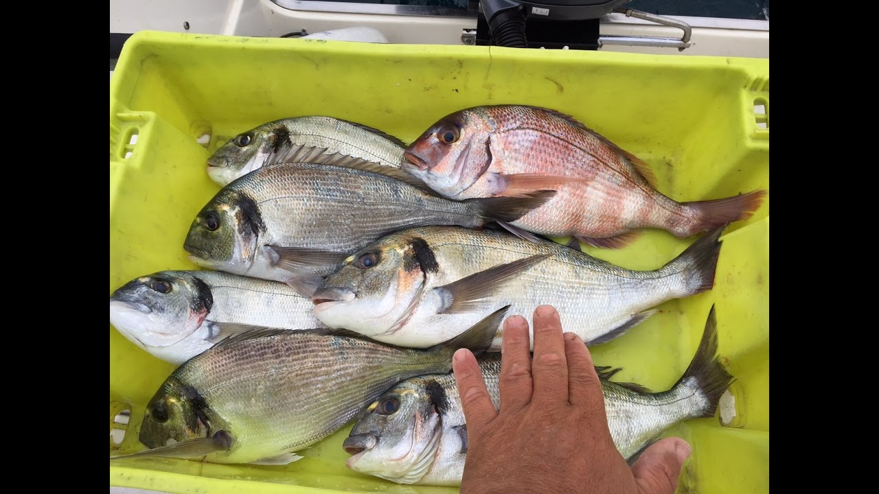 Explication et pêche à la daurade à la pierre
