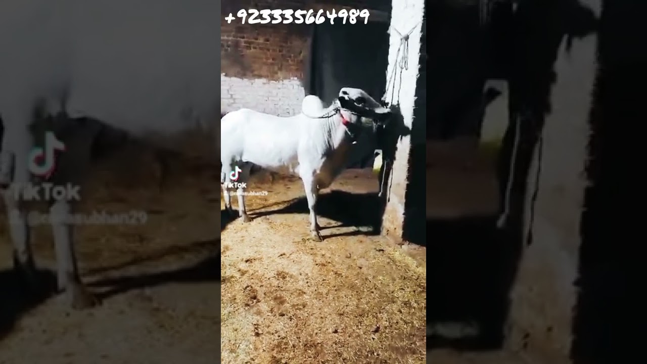 BiG #fatehjangi #bull for #qurbanistatus 2022 sale collection at #bcf