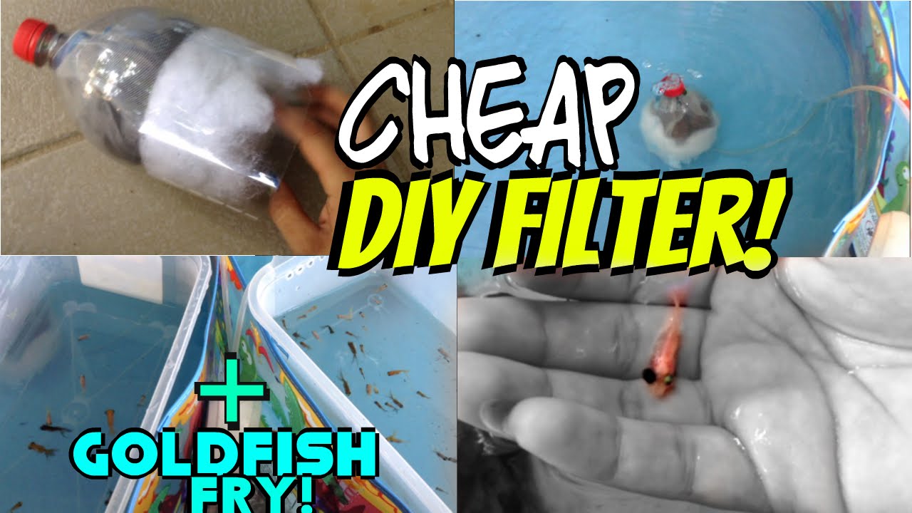 DIY cheap air driven filter + moving goldfish fry outdoors!