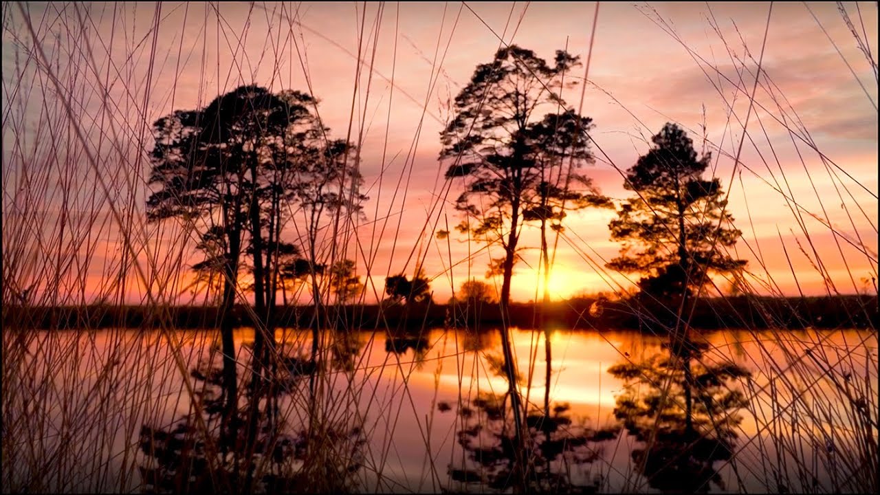 8 Hours Of Soothing Nature Sounds To Help You Fall Asleep At Night