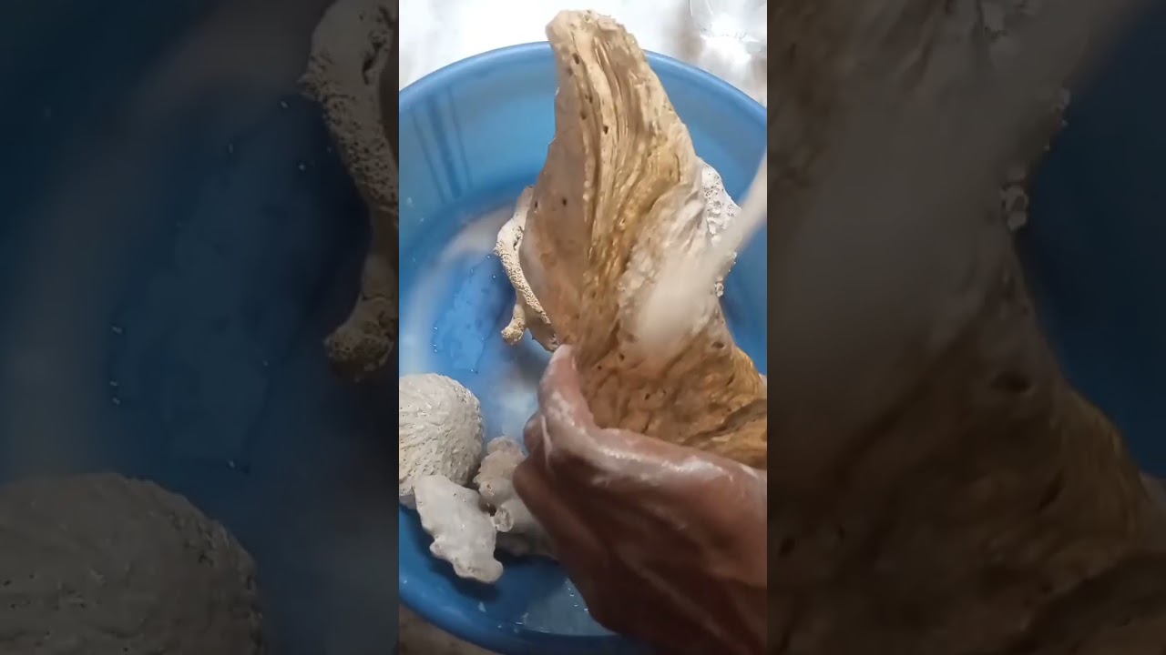 HOW TO CLEAN CORAL | #coral #sea #shorts #aquascape