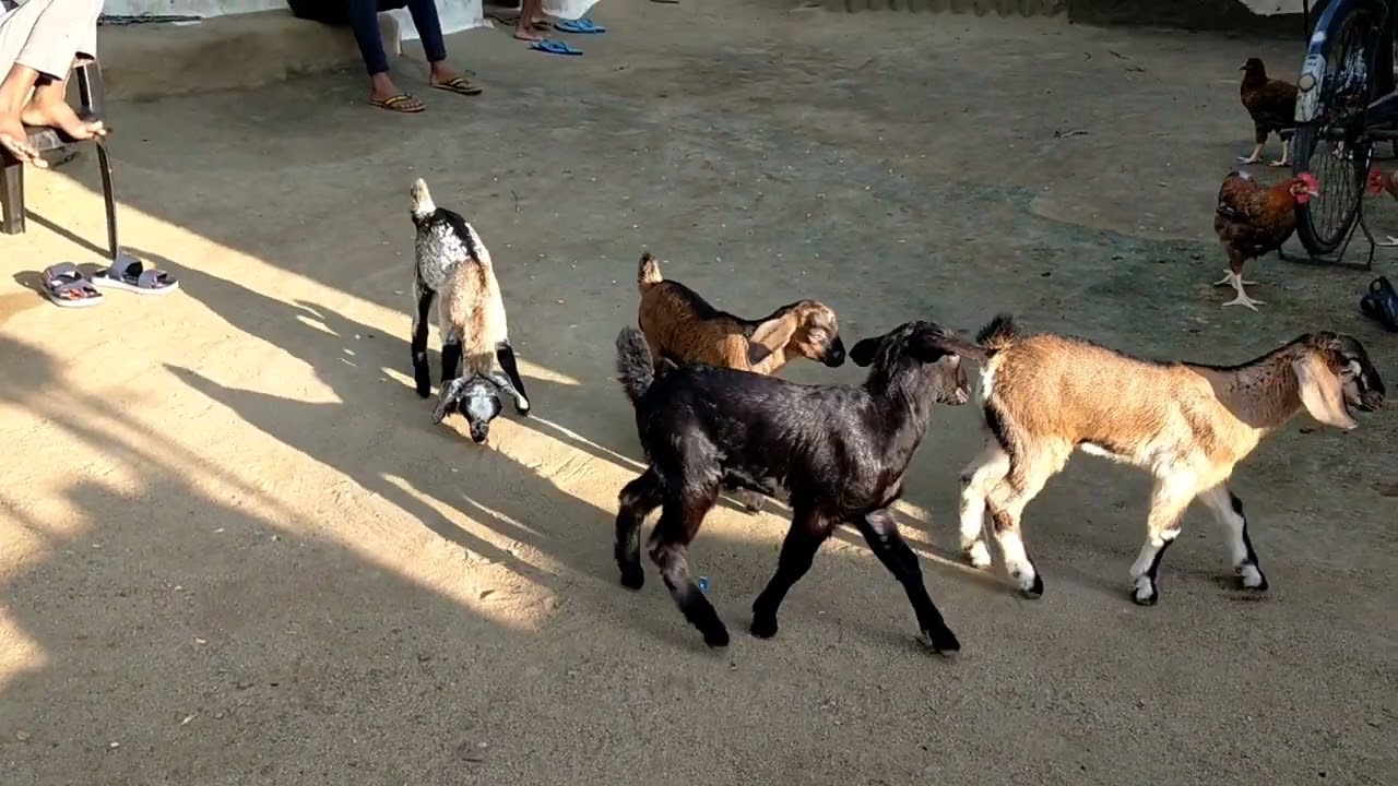 मुर्गीयों के साथ बकरी के बच्चे मस्ती कर रहे है #video 