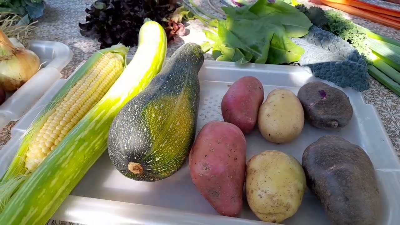 Legume ce pot fi cultivate in gradina de la munte