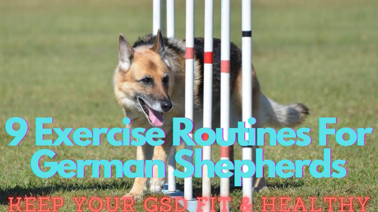 9 Exercise Routines To Keep Your German Shepherd Healthy & Fit
