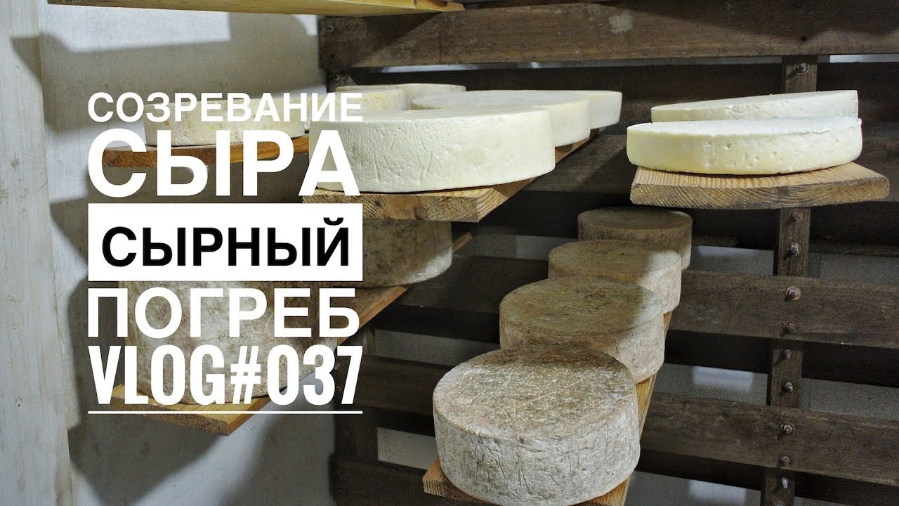 Созревание сыра в сырном погребе