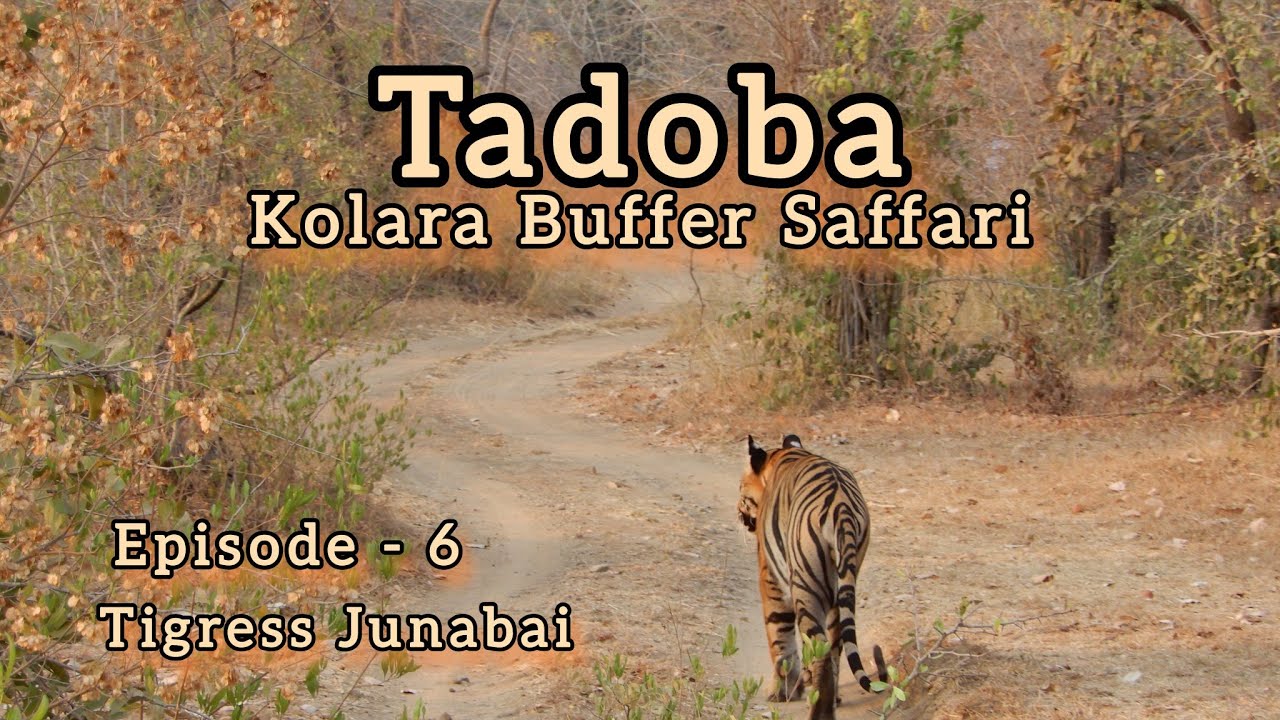 Tadoba Safari | Kolara Buffer | Tigress Junabai | Tiger Cubs