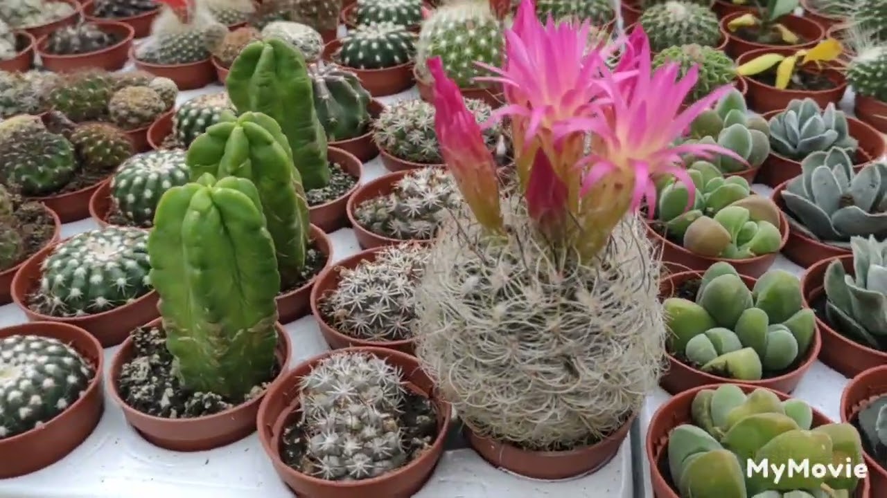 # Venha conhecer um garden fabuloso de todo tipo de plantas 🥰. # brinca flor.