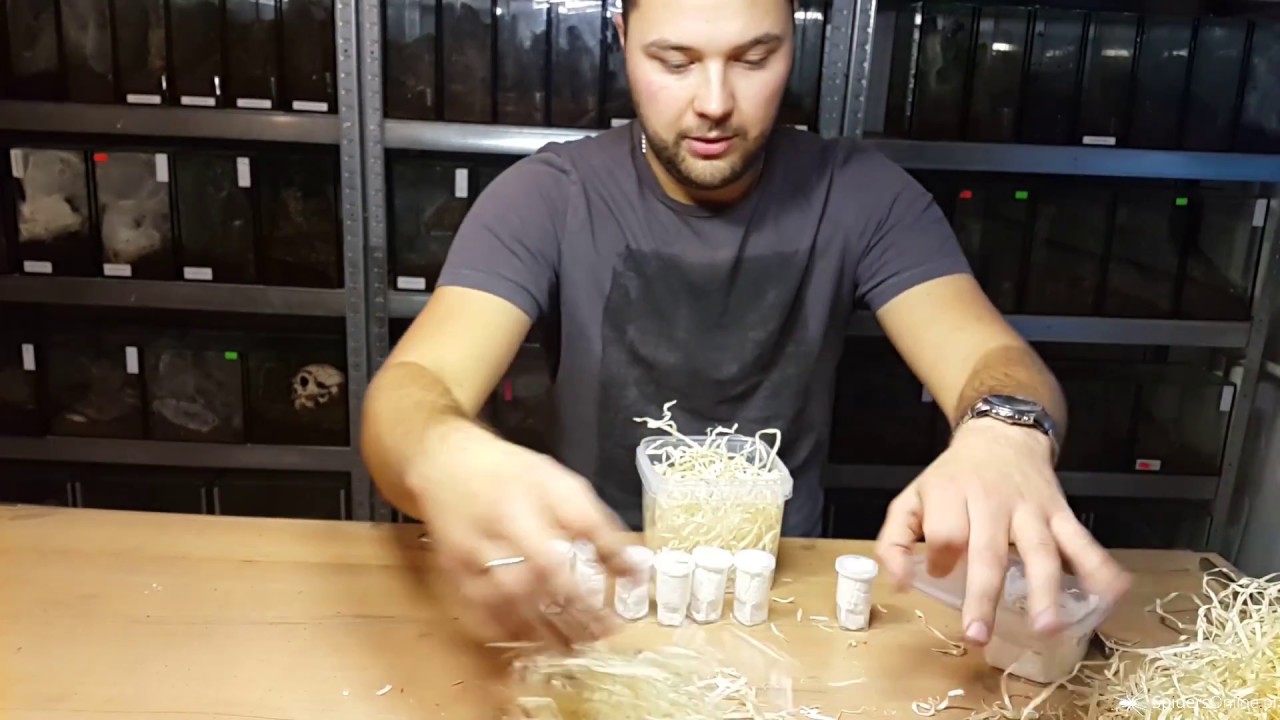 Nowości w hodowli! True spiders - unboxing & rehouse! Eresus, Macrothele, skorpy!