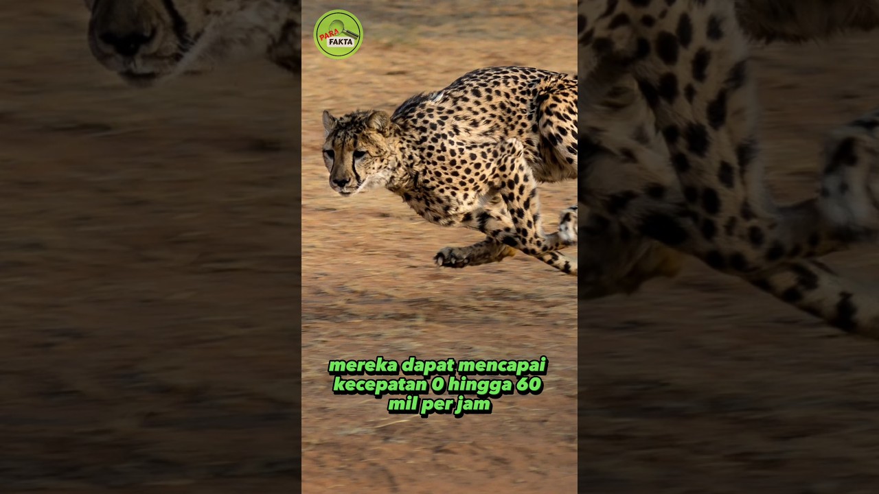 kecepatan lari cheetah #shorts