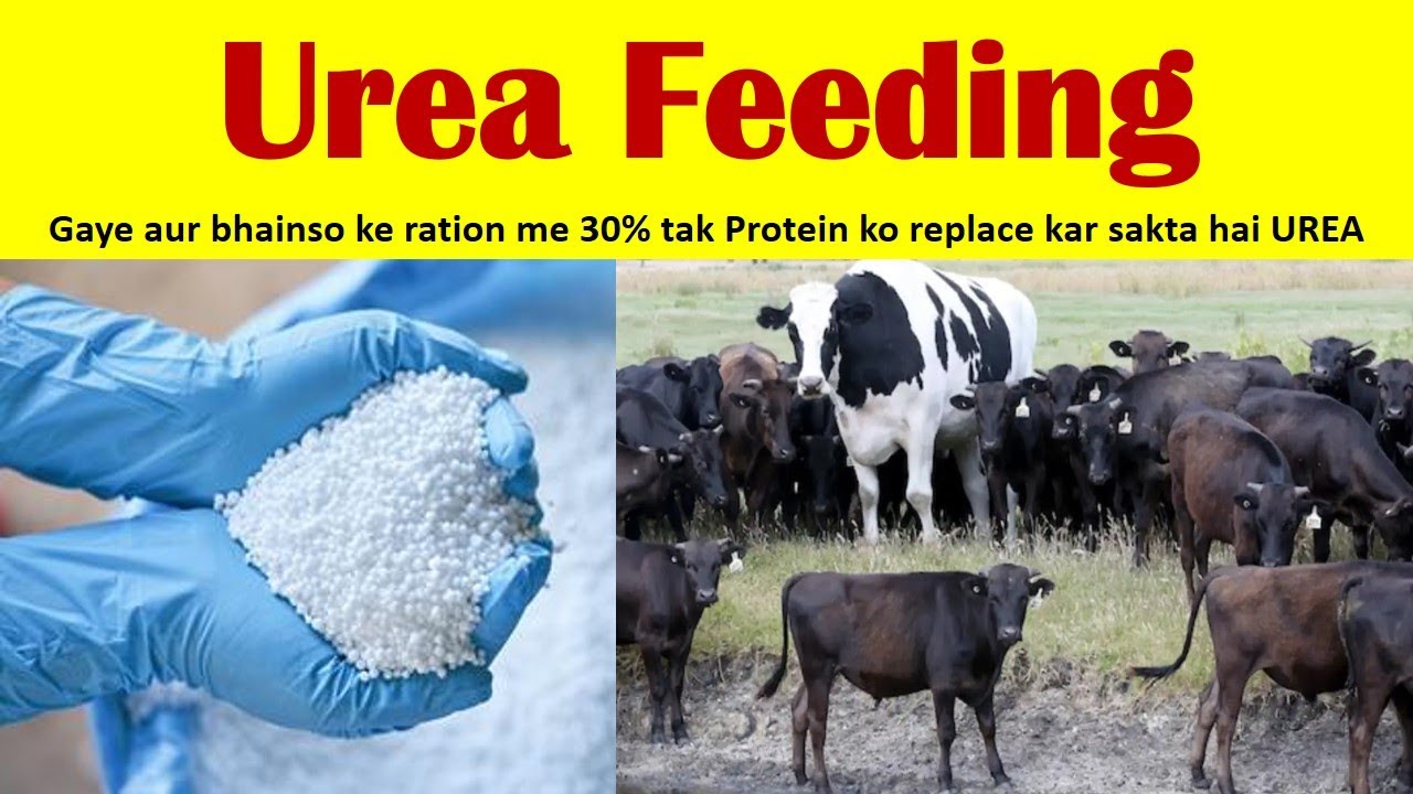 Practical Urea Feeding in Cows and Buffaloes | Dairy Pashuo me Urea Khilane ka Tarika | Urea Feeding