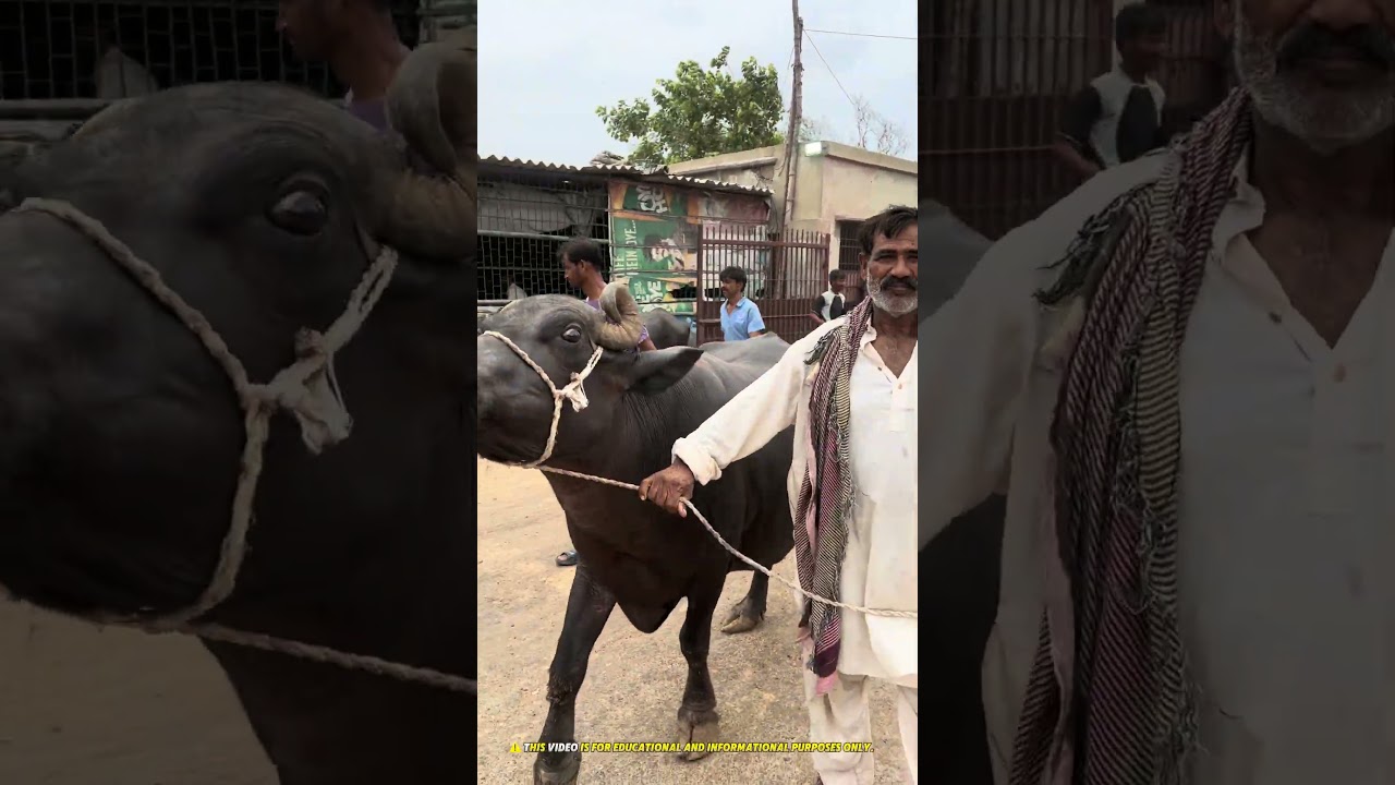 Pakistan Slaughter House Reality Exposed