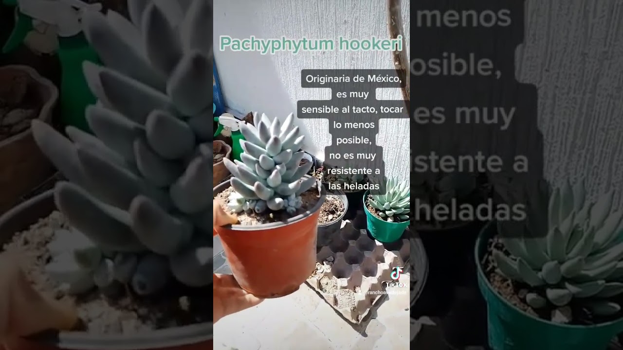 Pachyphytum Hookeri 