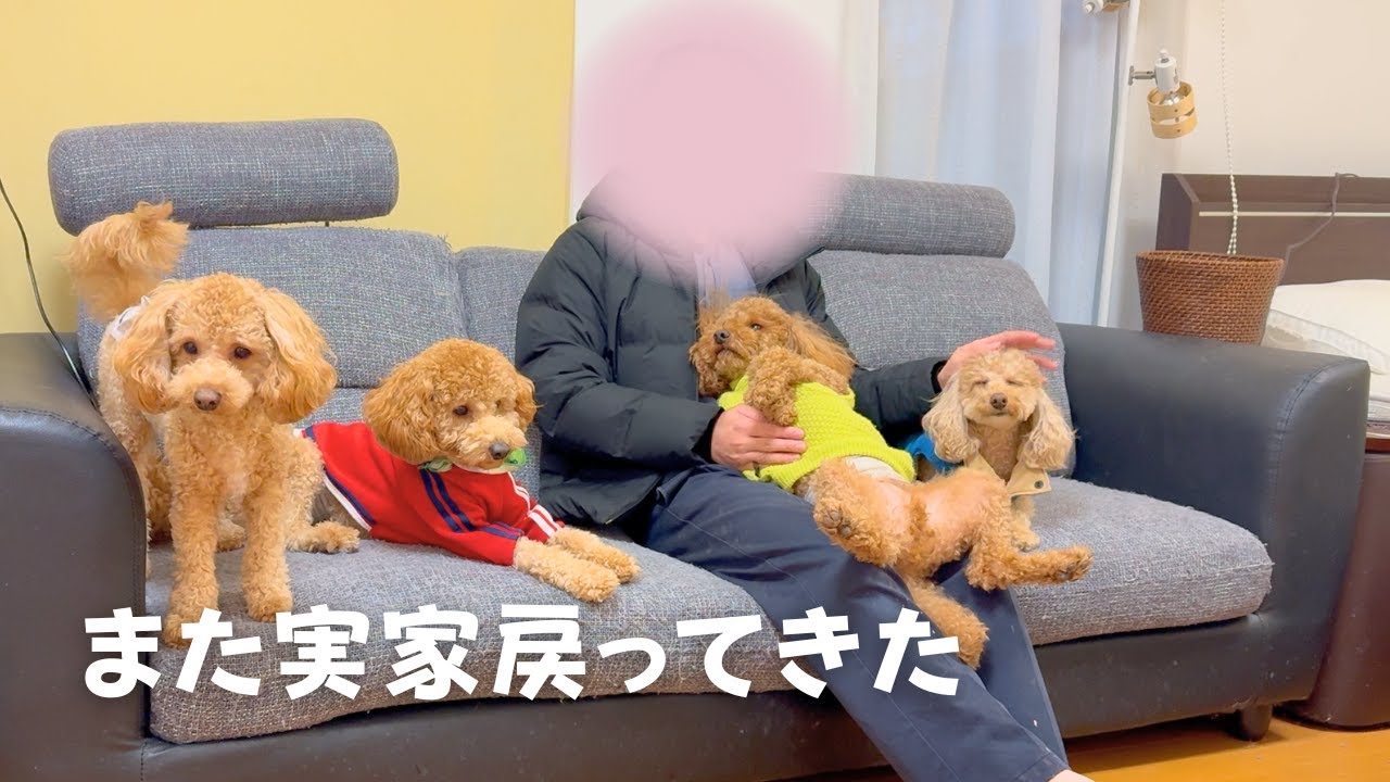 また、30歳にして犬4匹連れて帰ってきた【多頭飼い】