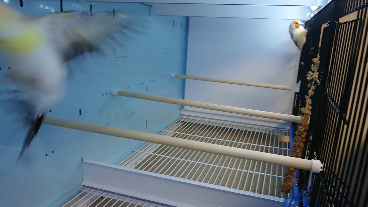 Goldfinch major in pairs for 2021 breeding season 😍 😍 😍 😍