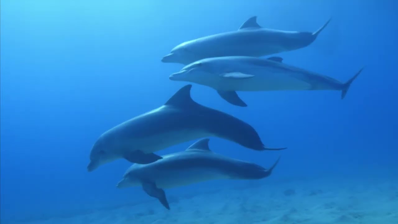 Dolphins (Heroes)