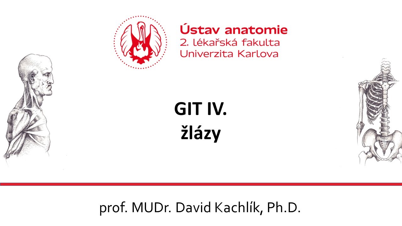 Tr&aacute;ven&iacute; 4 Žl&aacute;zy 7 1 2021