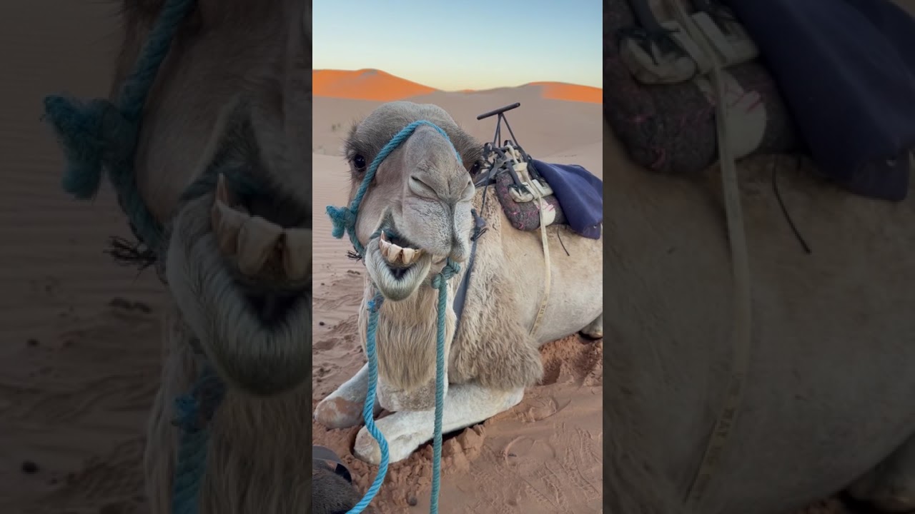 Observing Camels, Moroccan Sahara Desert, Morocco Top Adventures from Charles R. 🐪