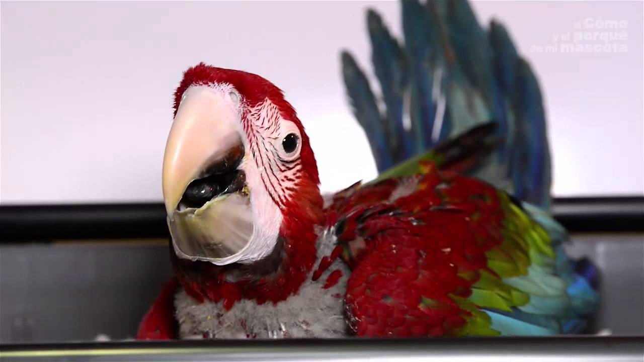 Cuidados y alimentación del ara chloroptera papillero. El guacamayo gigante