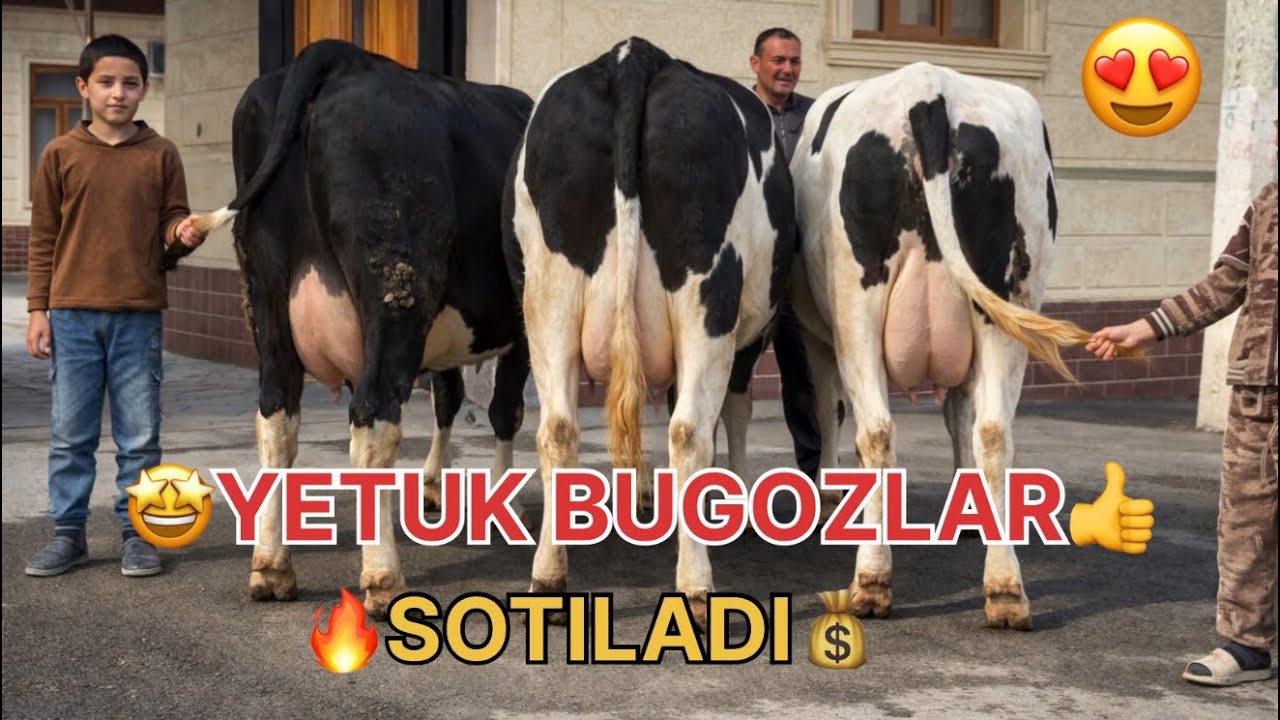 🚨💯 3 BOSH YETUK BUGOZ‼️ ISHONARLI MOL‼️ KIM ULGRADI — O‘SHA YUTADI! 🐄🔥